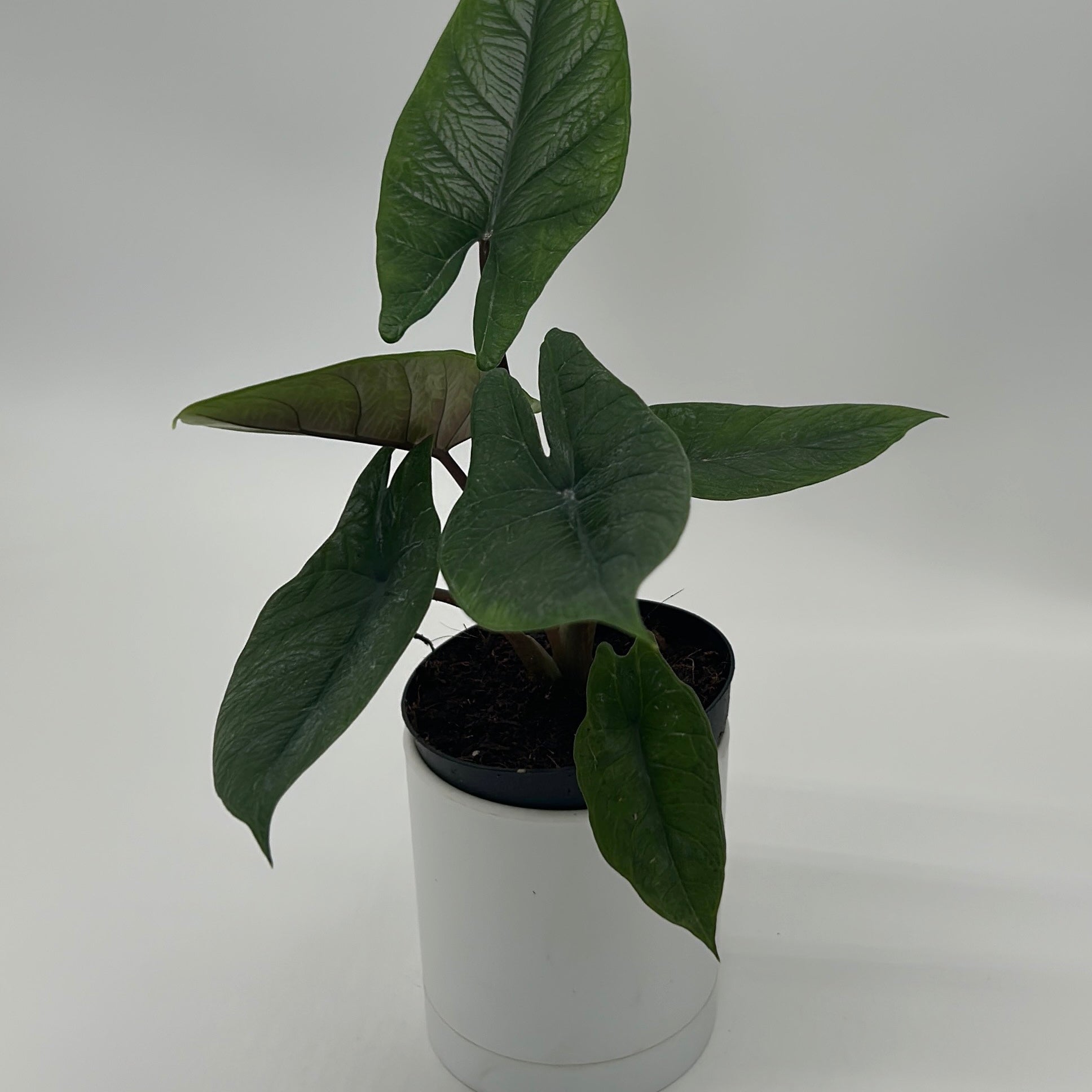 Alocasia Scalprum