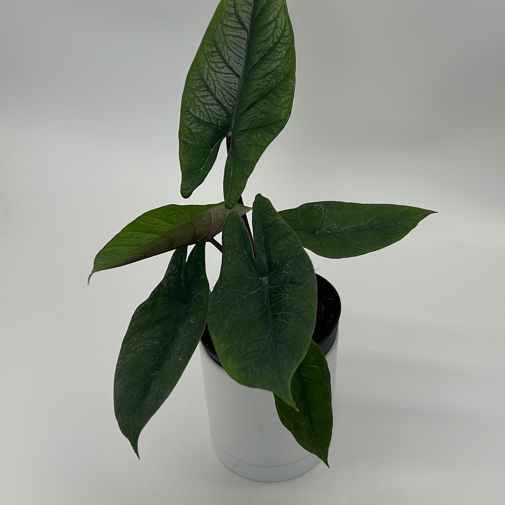 Alocasia Scalprum