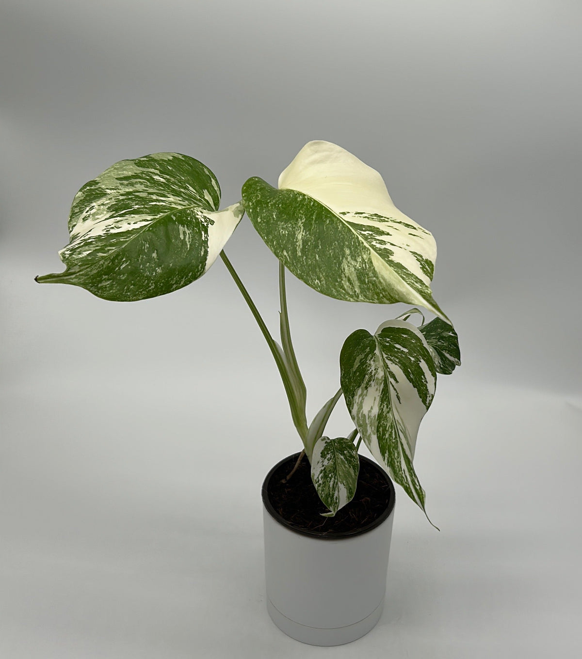 Monstera 'Albo Borsigiana'