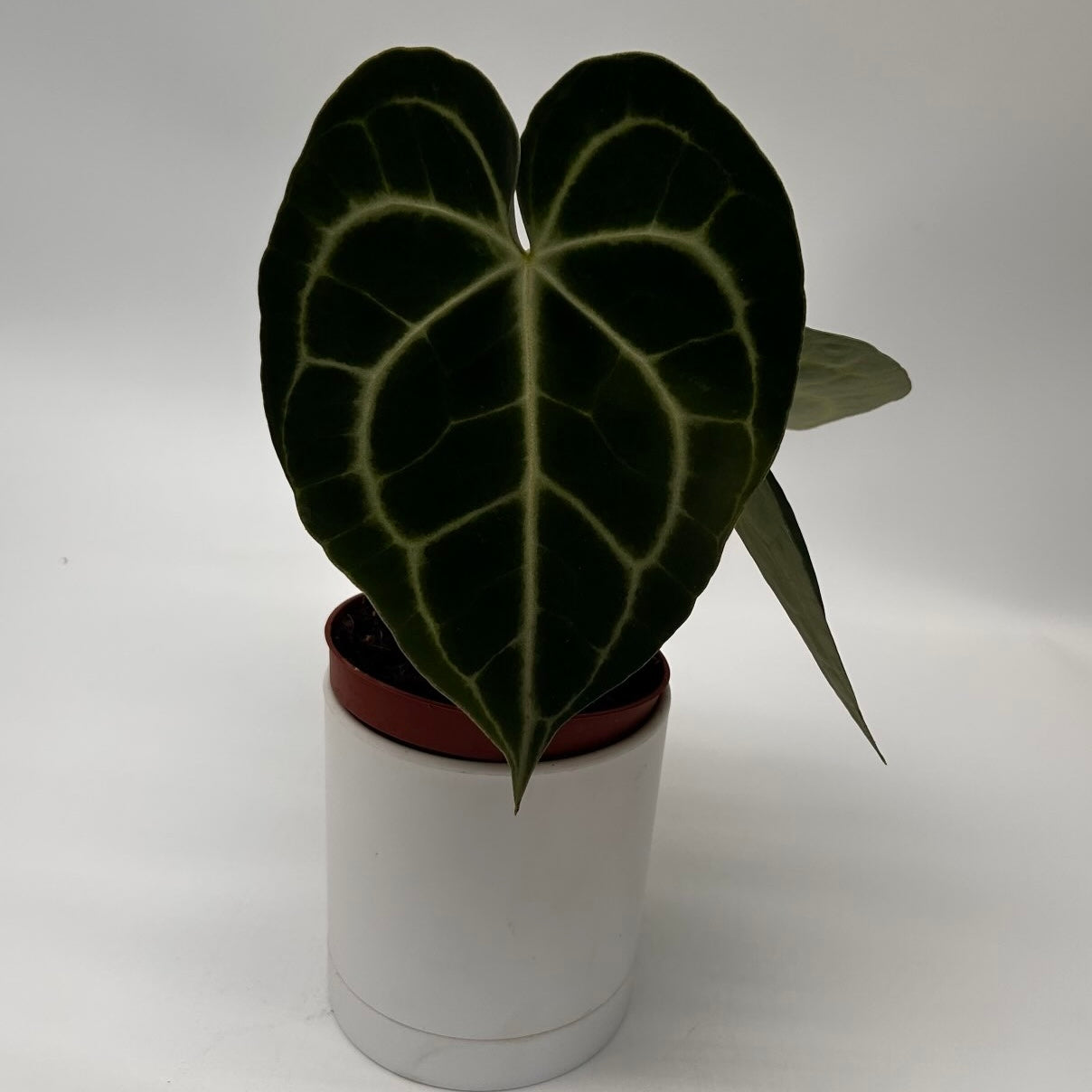 Anthurium King of Clarinervicum