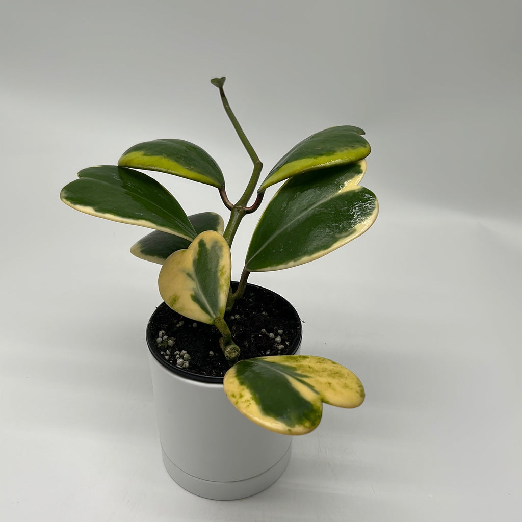 Outer Variegated Hoya Kerrii