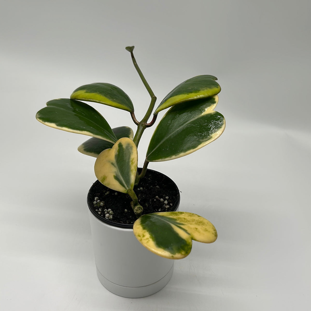 Outer Variegated Hoya Kerrii