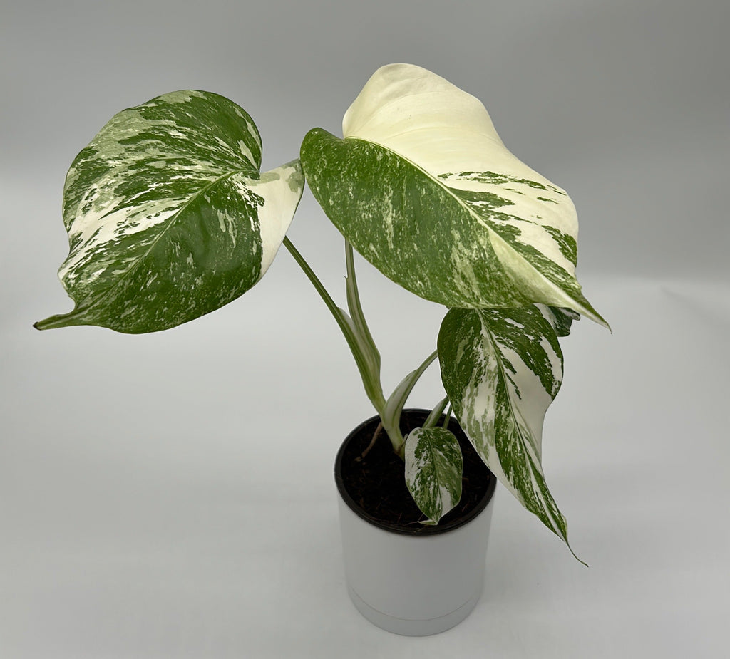 Monstera 'Albo Borsigiana'
