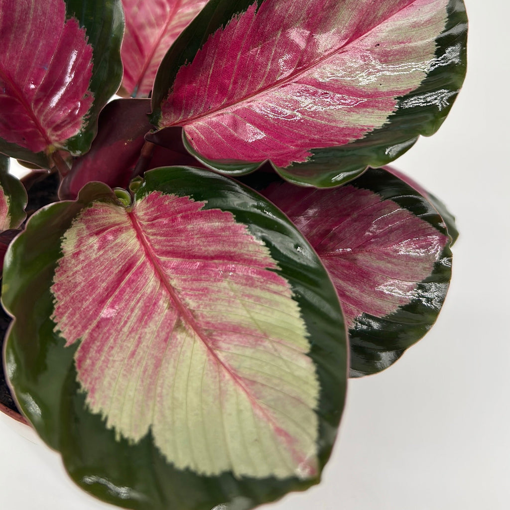 Calathea Roseopicta 'Pale Rosy'