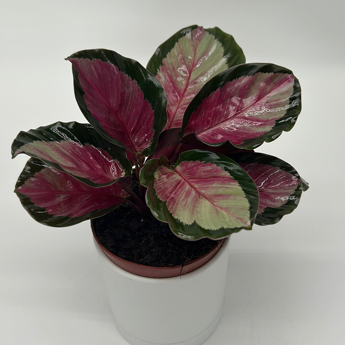 Calathea Roseopicta 'Pale Rosy'