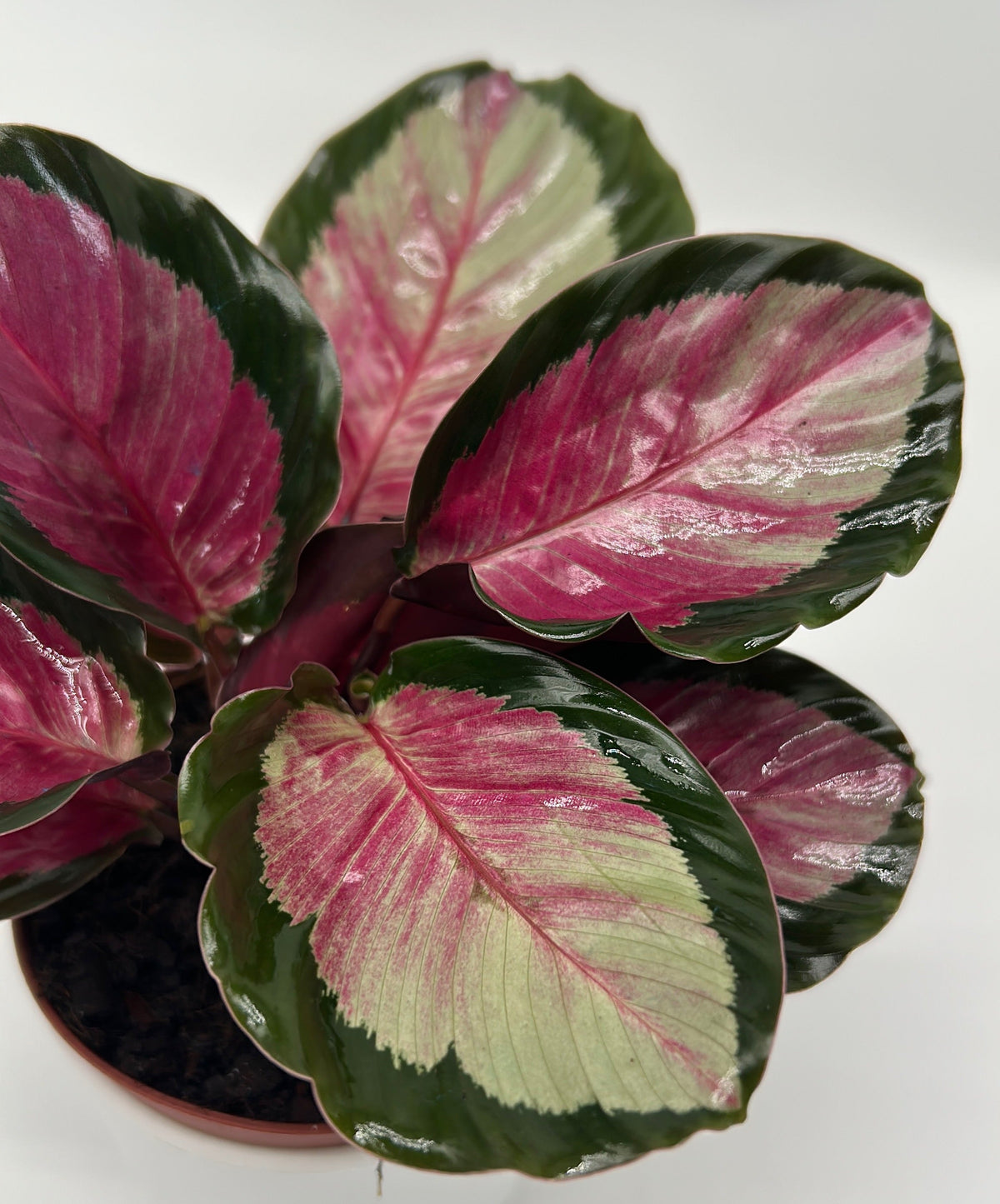 Calathea Roseopicta 'Pale Rosy'