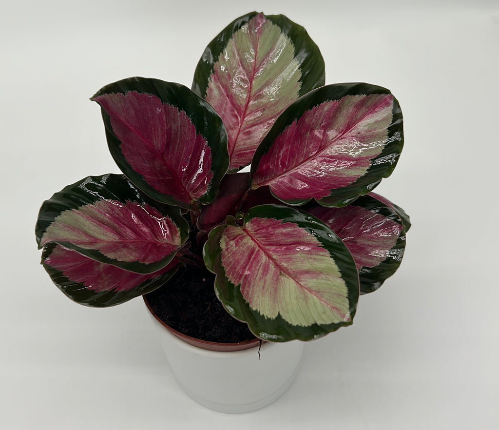 Calathea Roseopicta 'Pale Rosy'