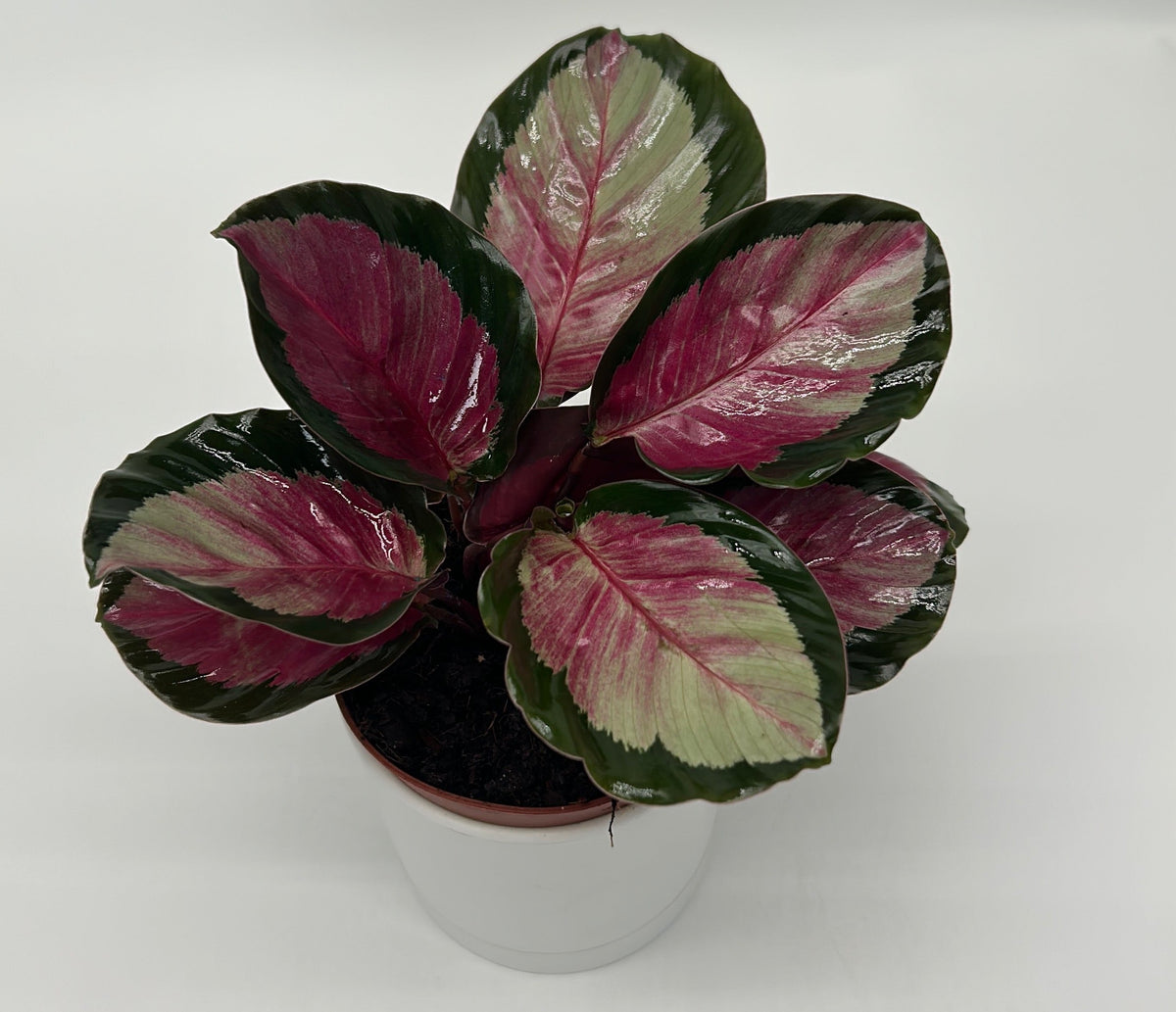 Calathea Roseopicta 'Pale Rosy'