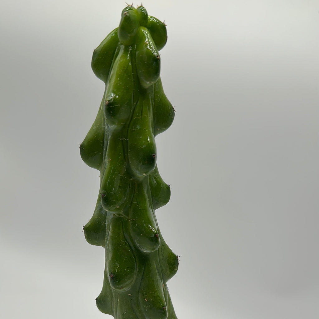 Boobie Cactus