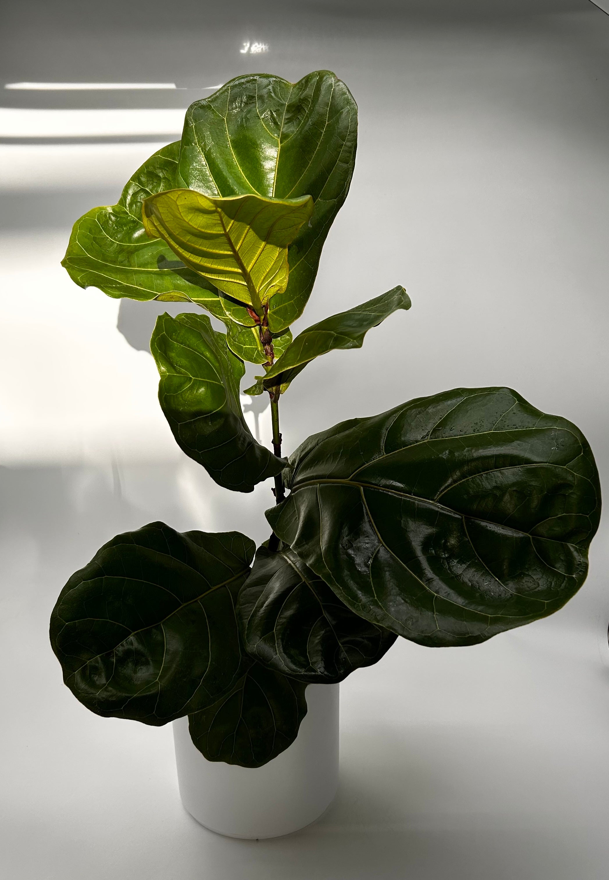 Ficus Fiddle Leaf Fig