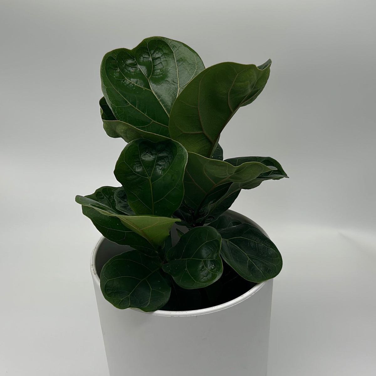 Ficus Fiddle Leaf Fig