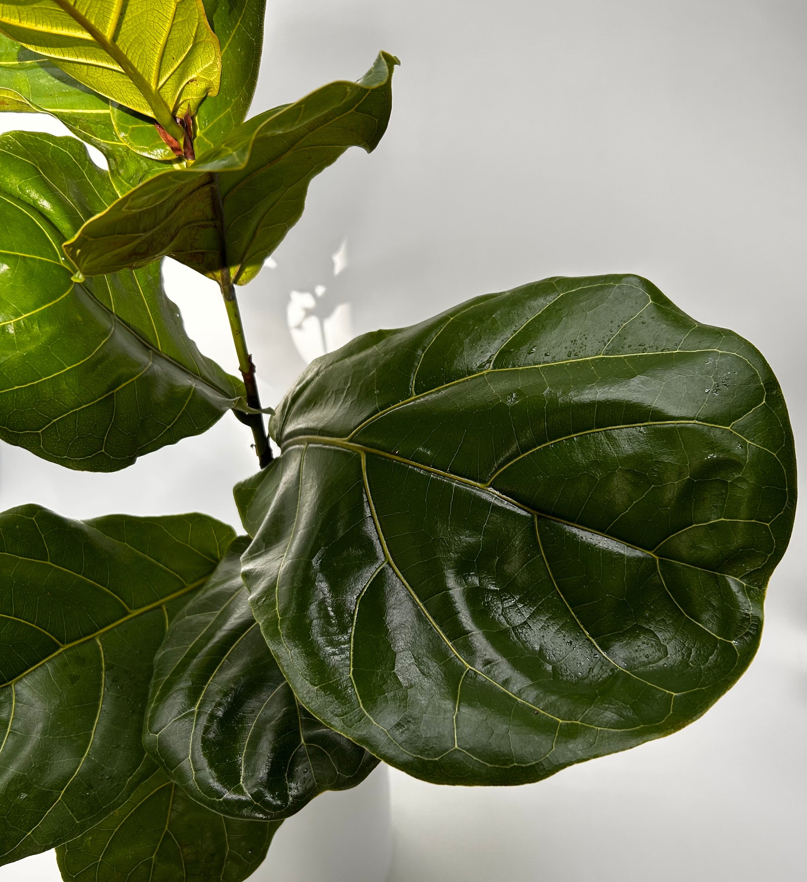 Ficus Fiddle Leaf Fig