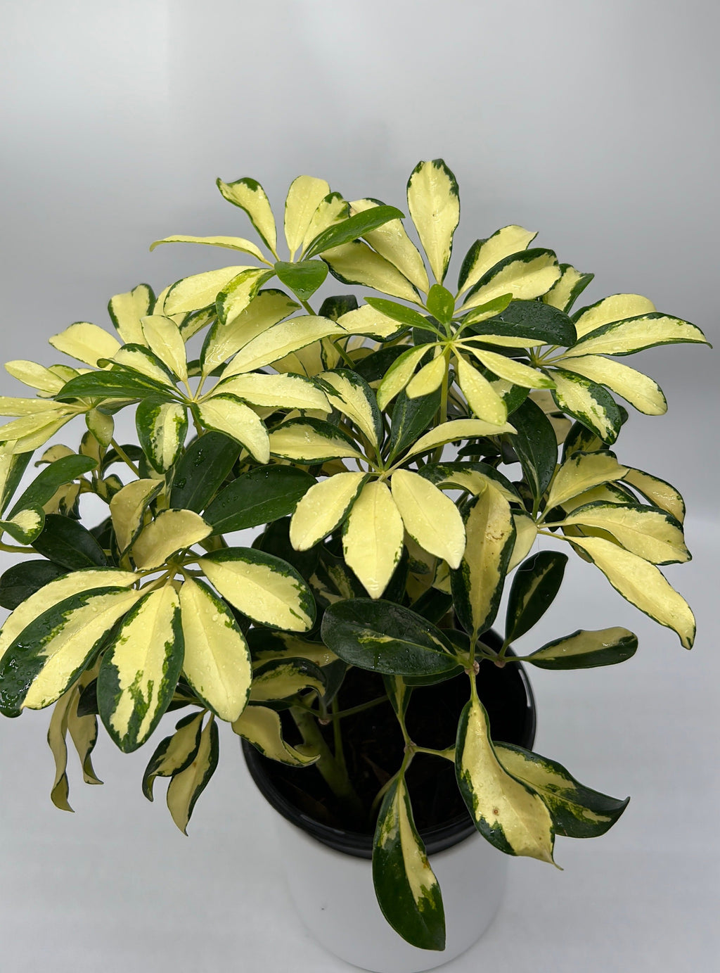 Variegated Umbrella Bush