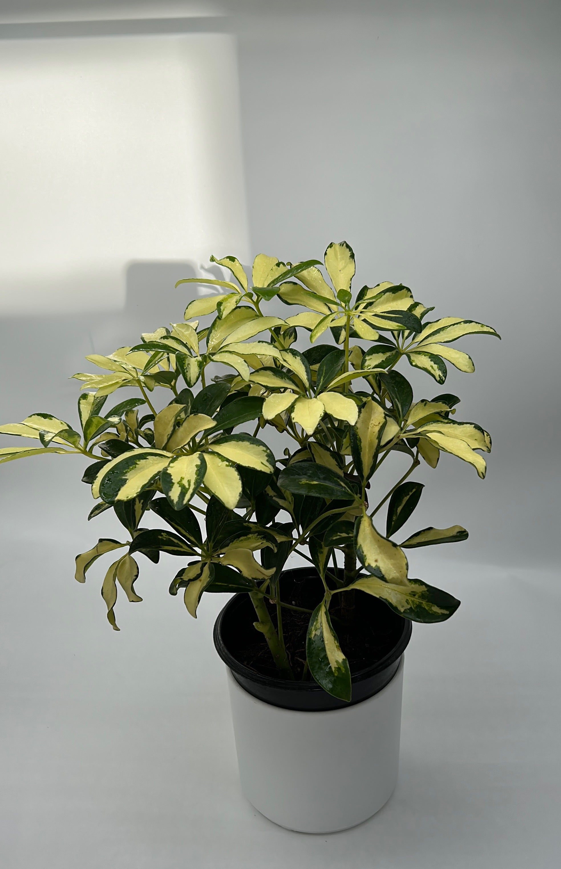 Variegated Umbrella Bush