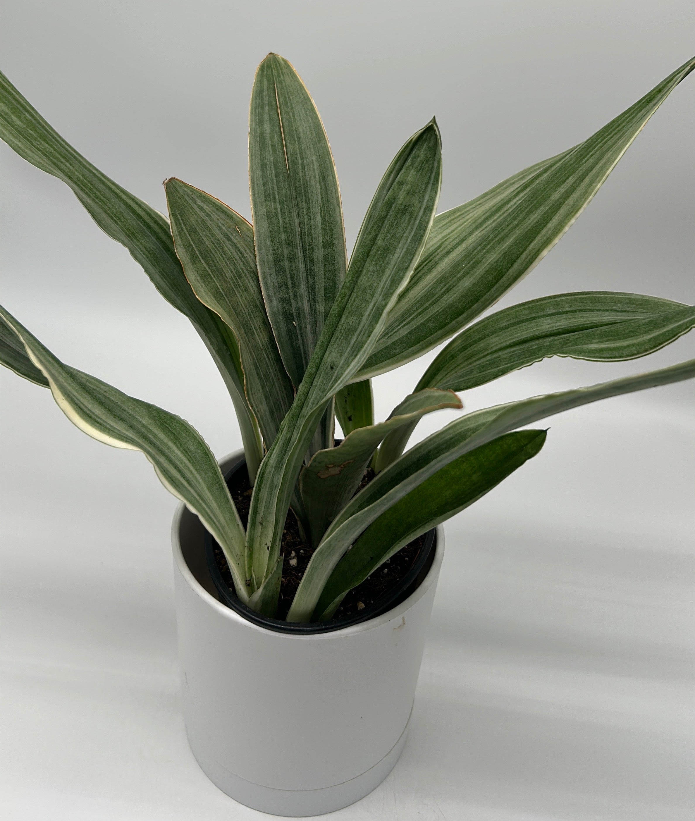 Sansevieria Sayuri