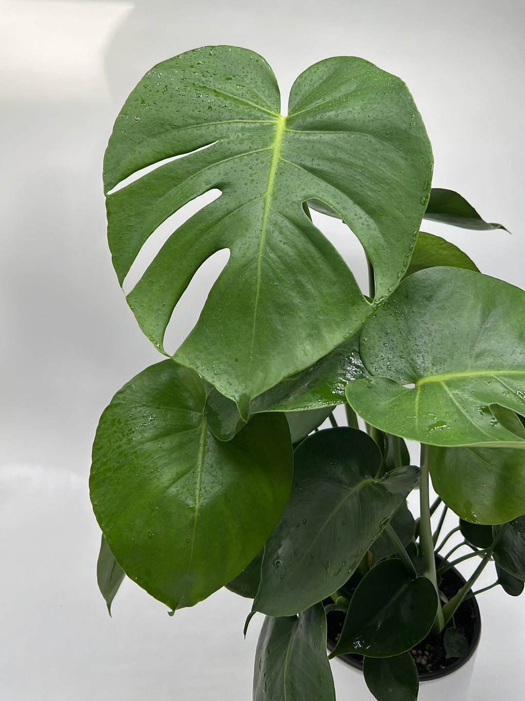 Monstera Deliciosa