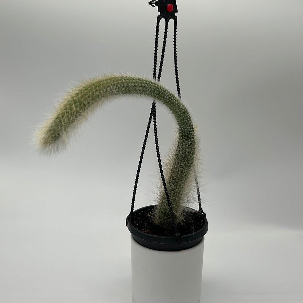 Monkey Tail Cactus