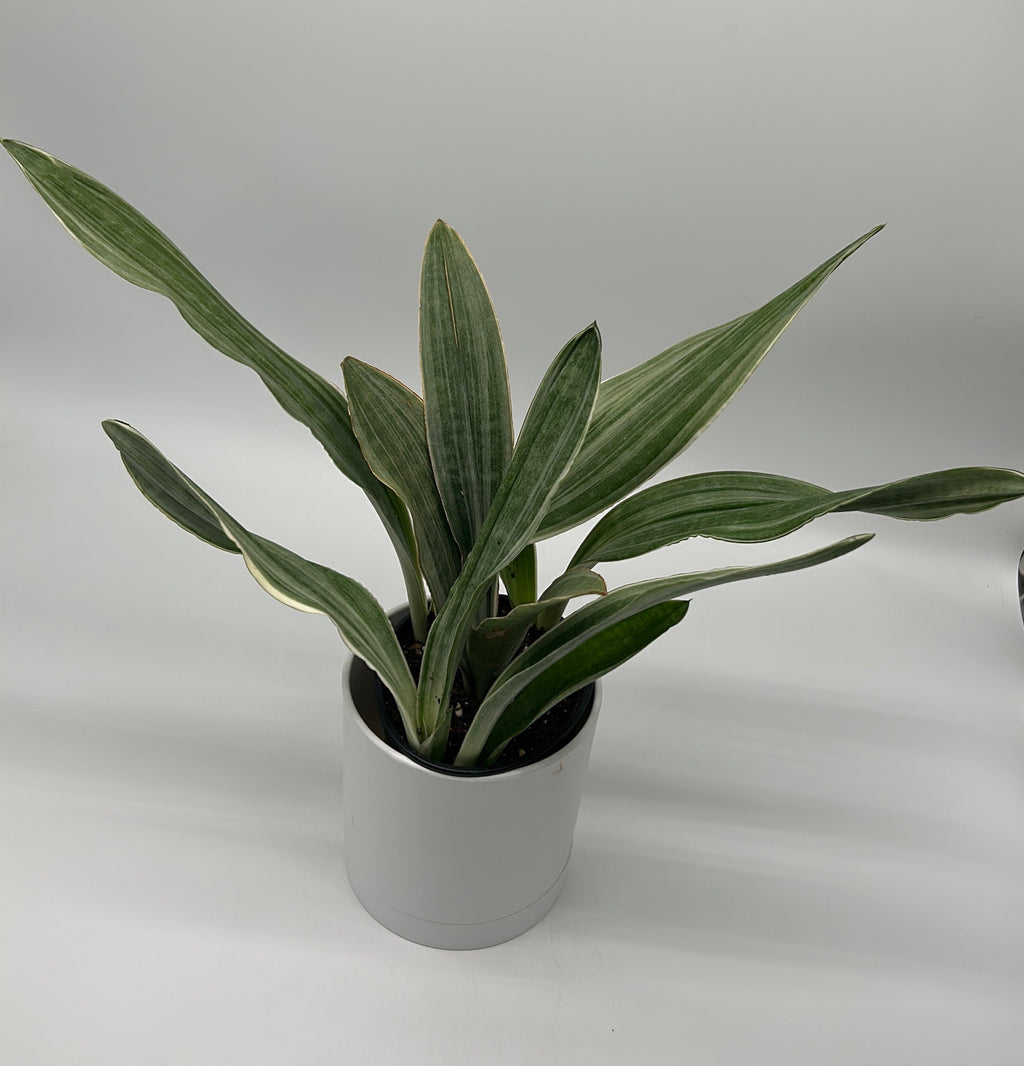 Sansevieria Sayuri