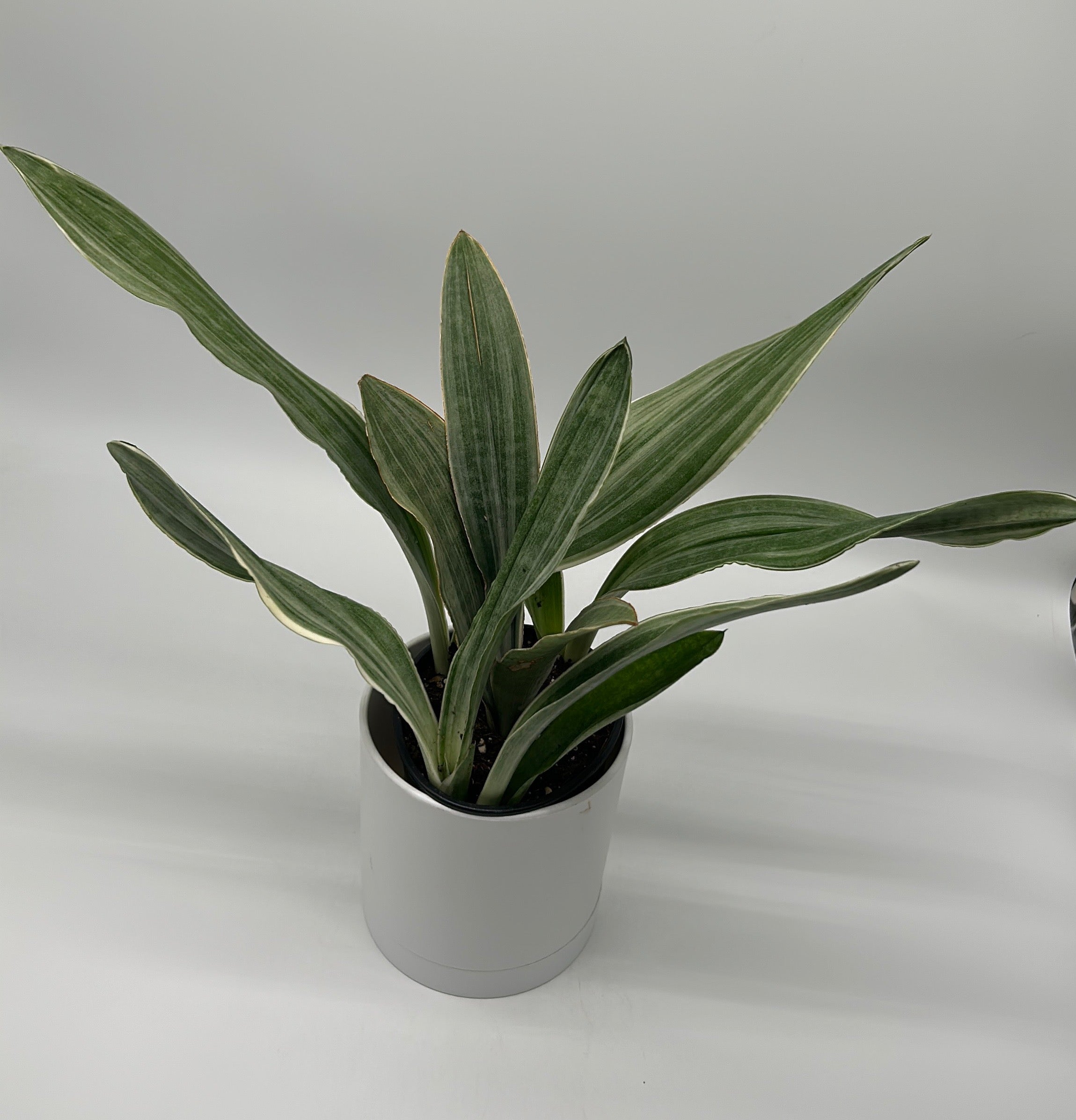 Sansevieria Sayuri