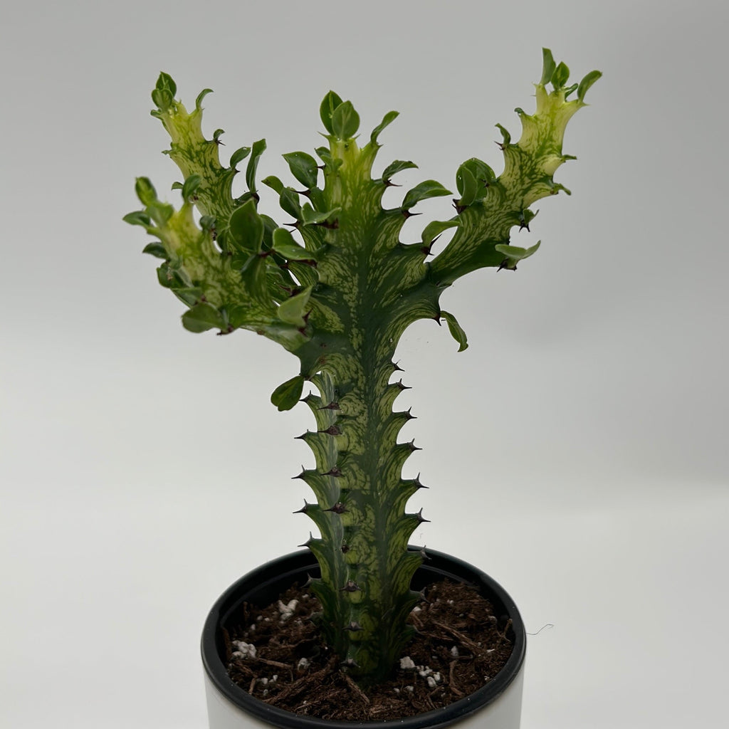 Variegated African Milk Tree (Euphorbia Trigona)