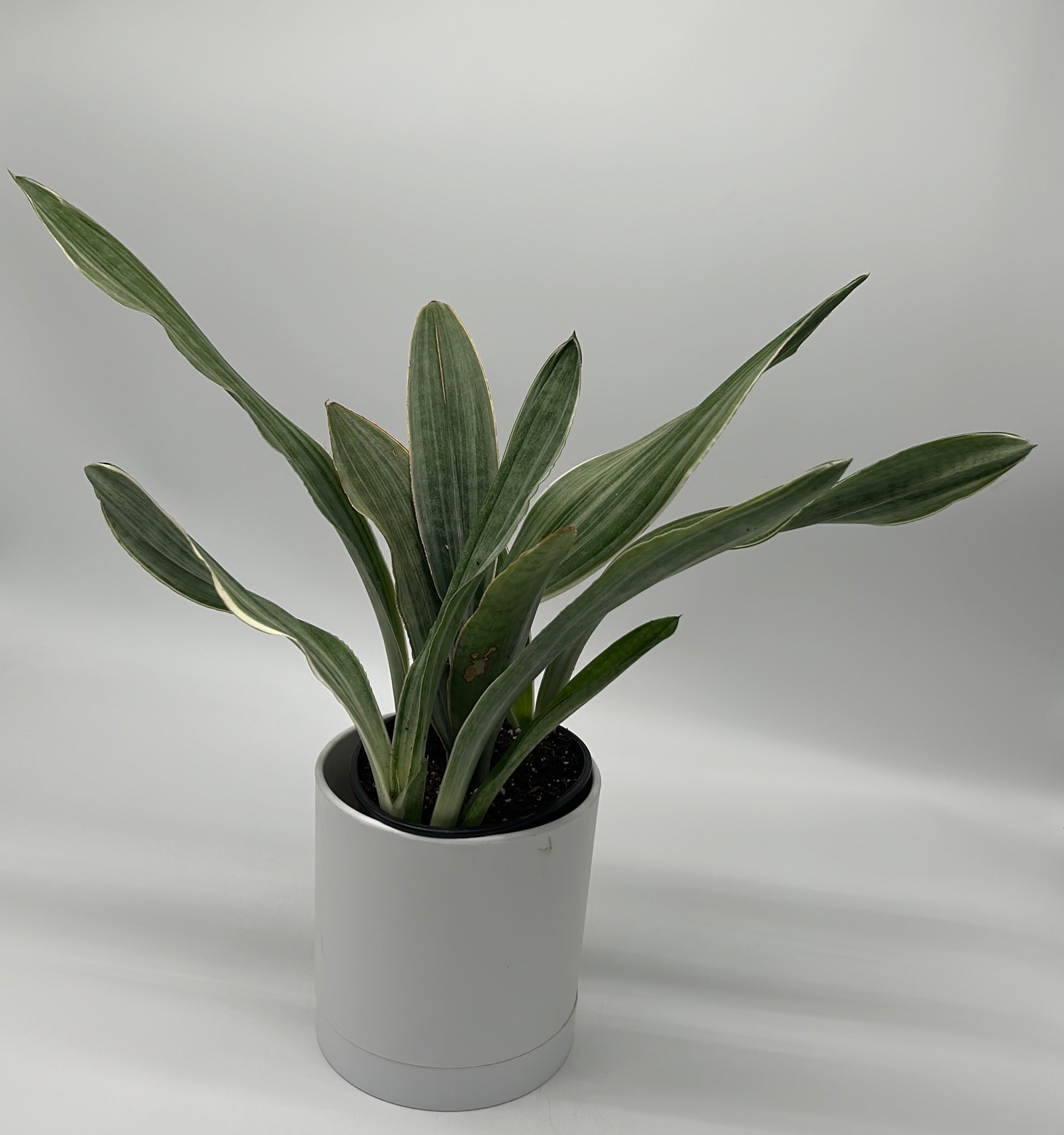 Sansevieria Sayuri