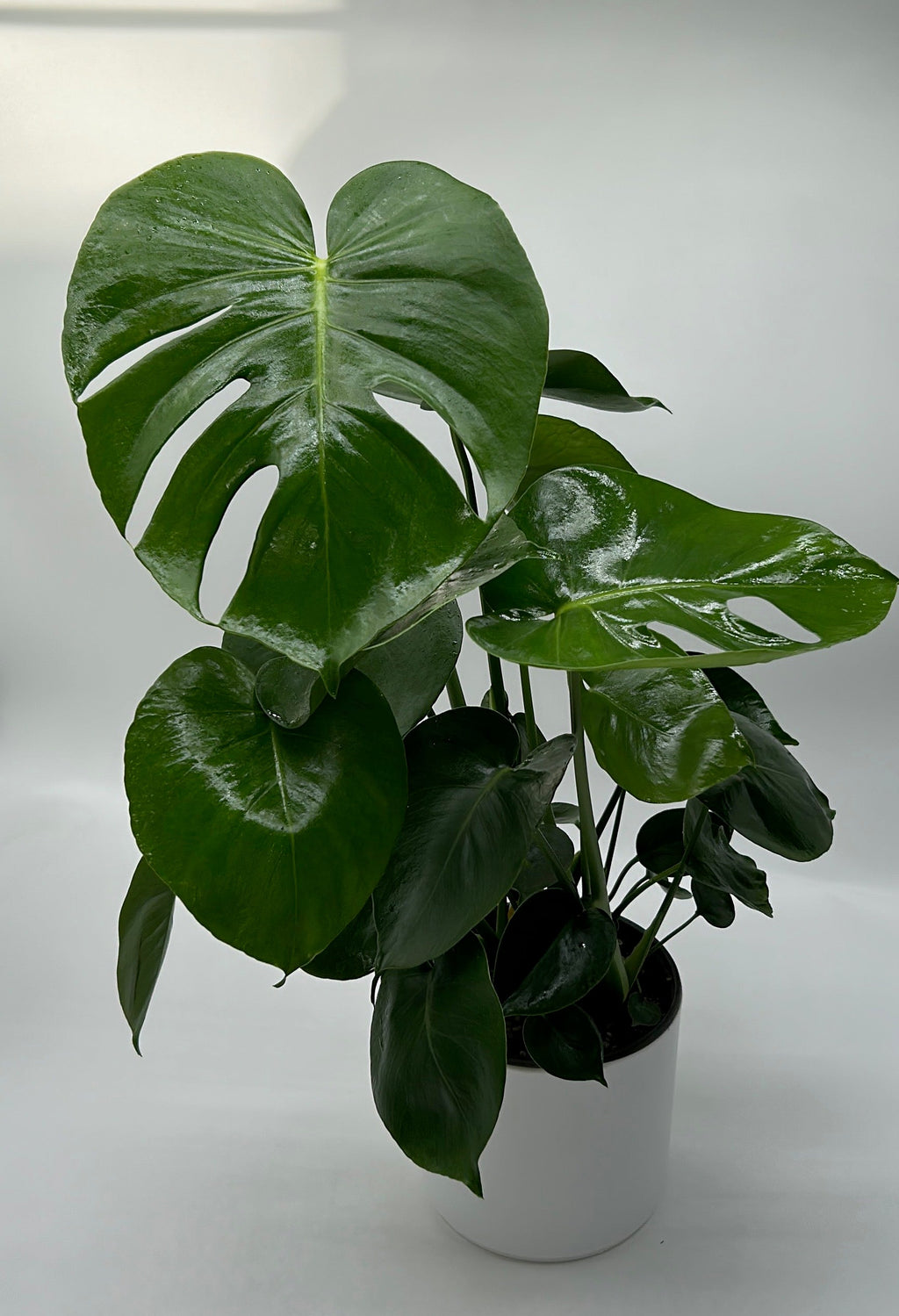 Monstera Deliciosa