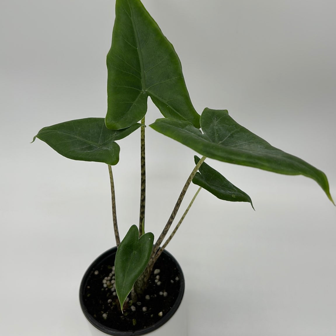 Alocasia Stingray