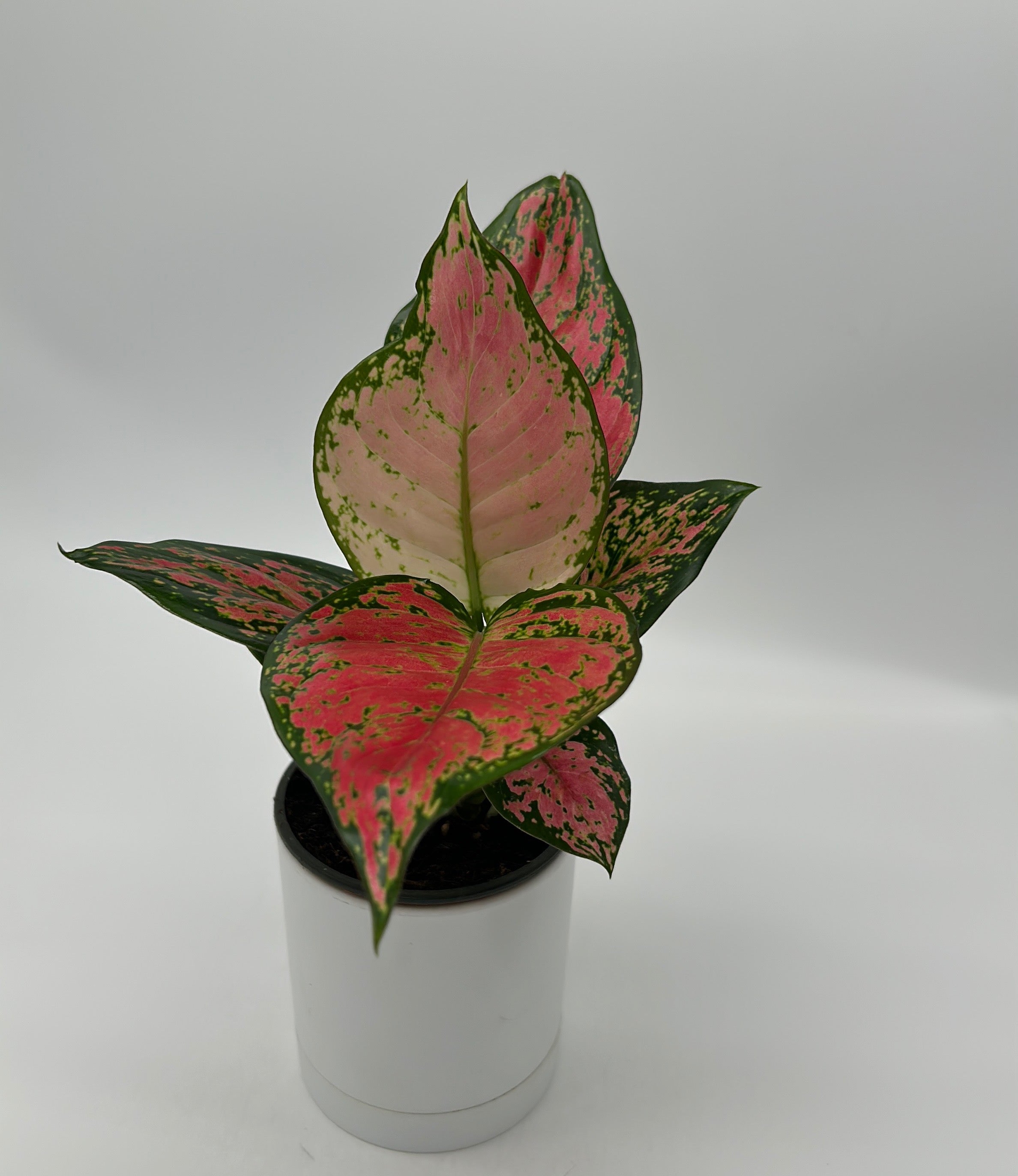 Aglaonema Lady Valentine