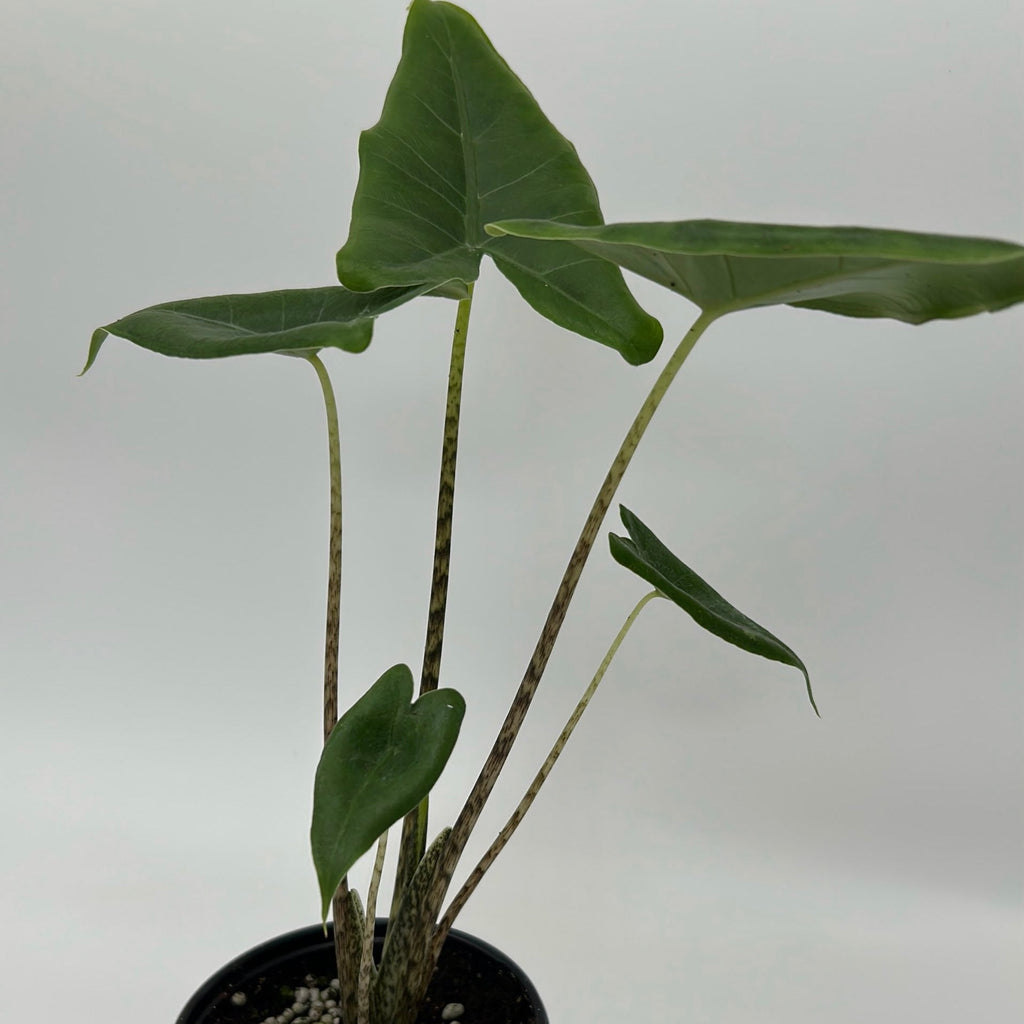 Alocasia Stingray