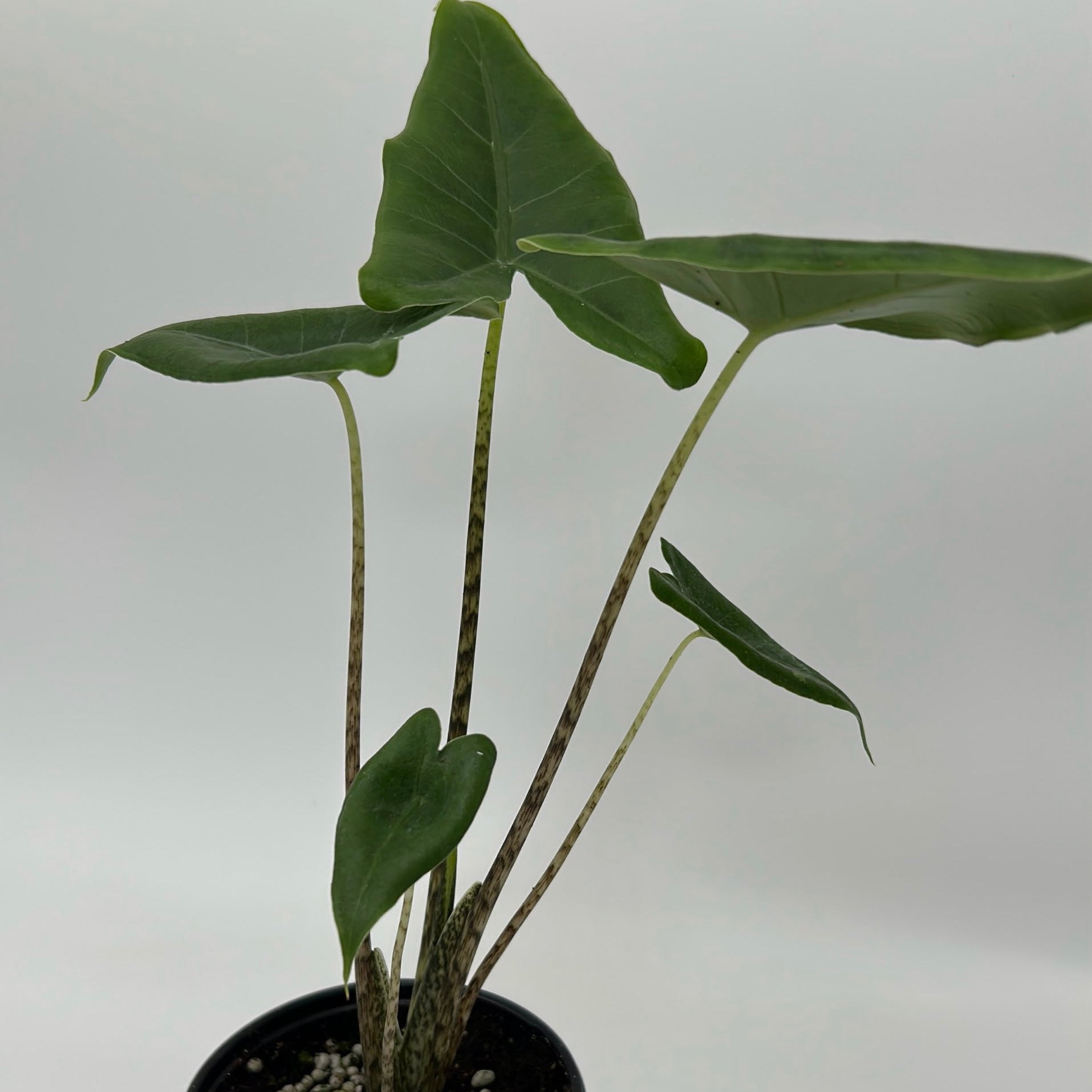 Alocasia Stingray