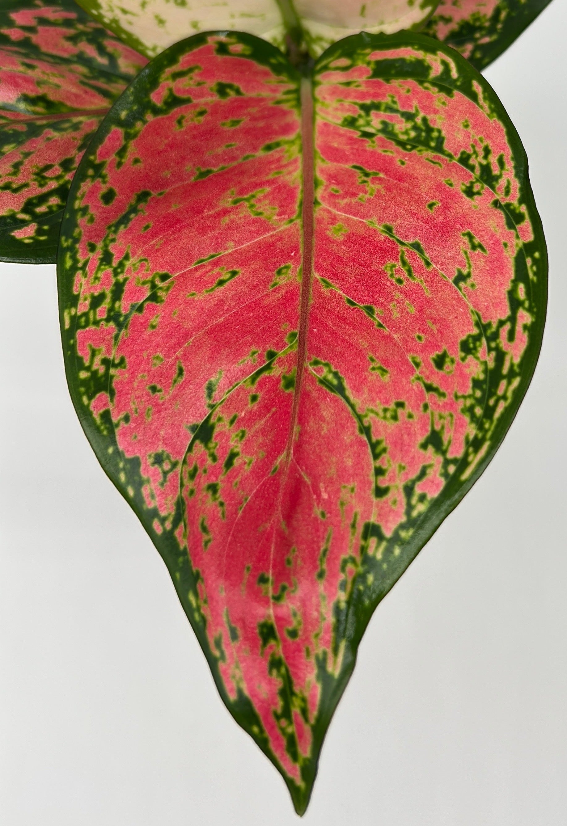 Aglaonema Lady Valentine