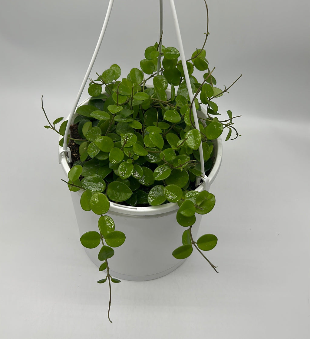 Hoya Mathilde 'Splash'