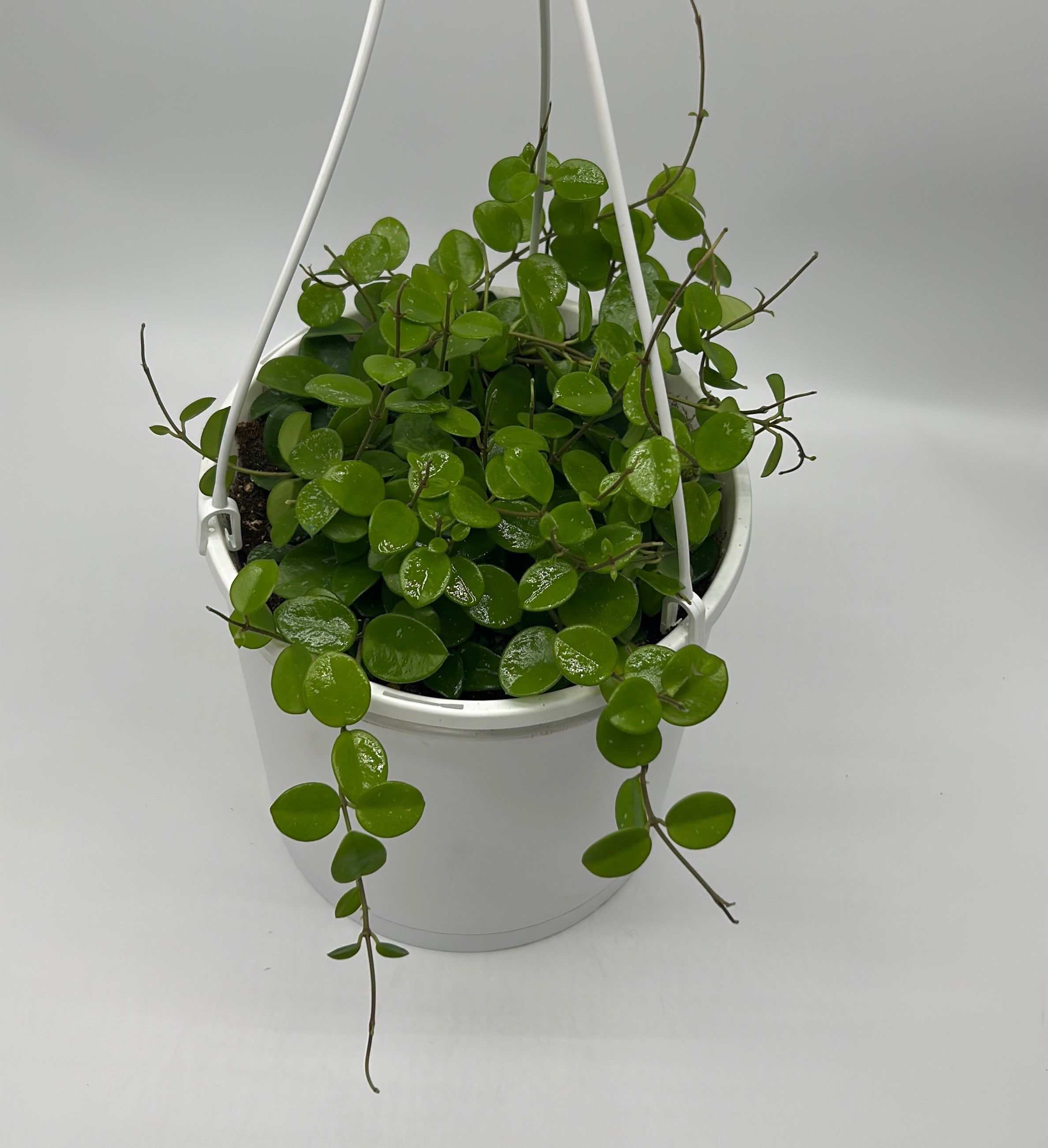 Hoya Mathilde 'Splash'