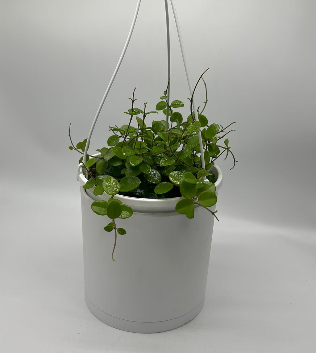 Hoya Mathilde 'Splash'