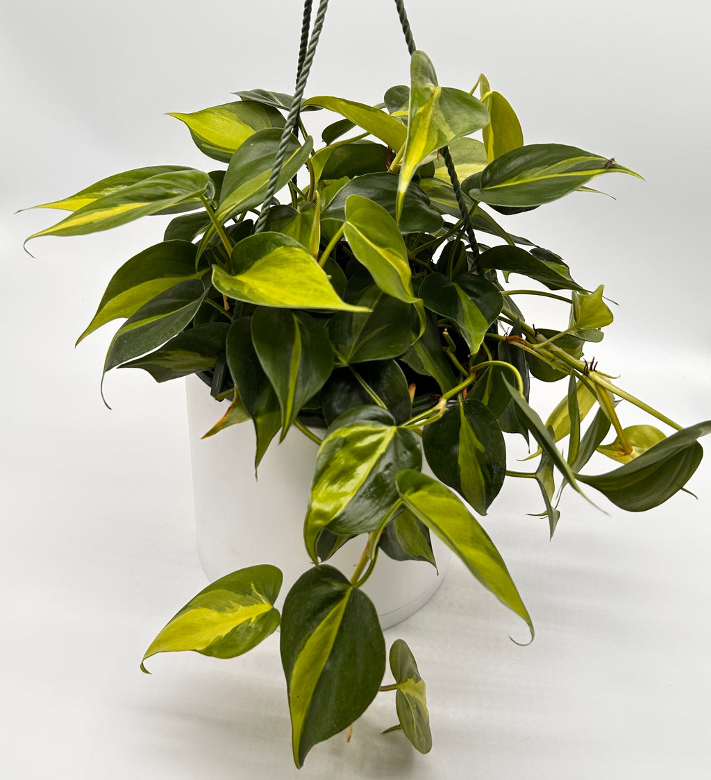 Philodendron Brazil