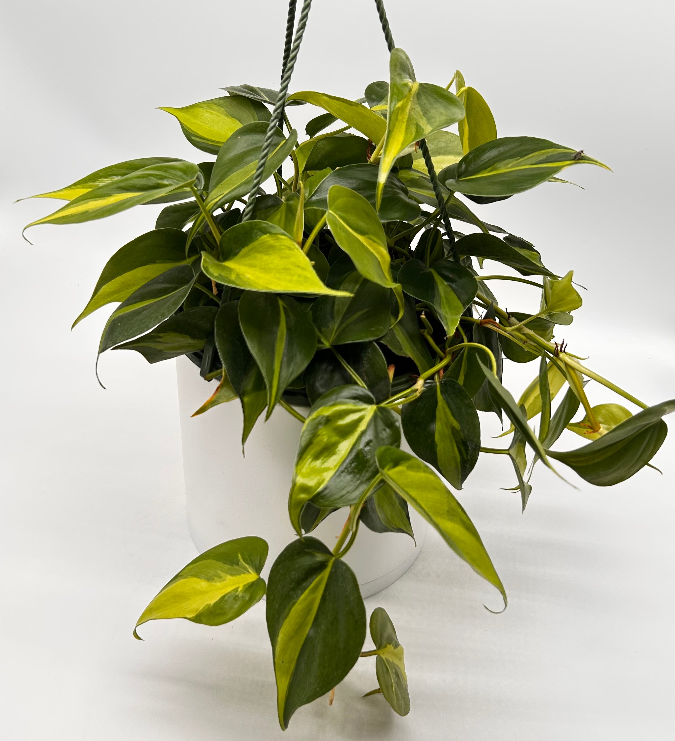 Philodendron Brazil