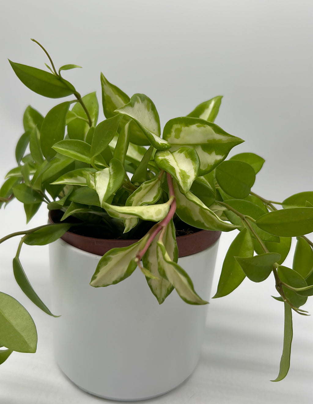 Hoya Krimson Princess