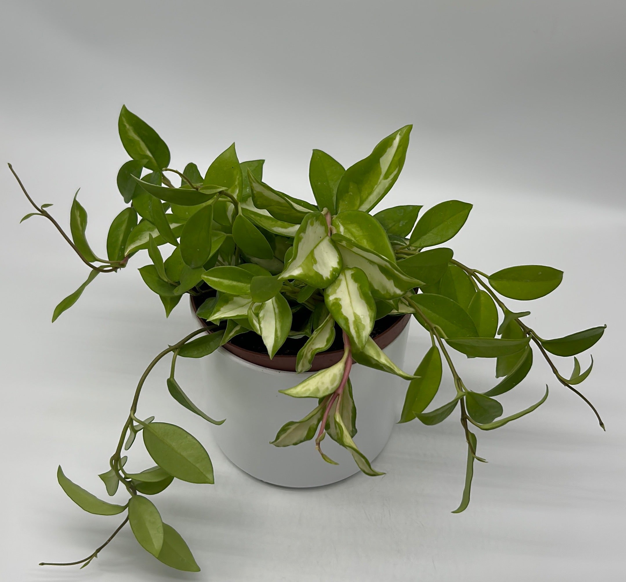 Hoya Krimson Princess