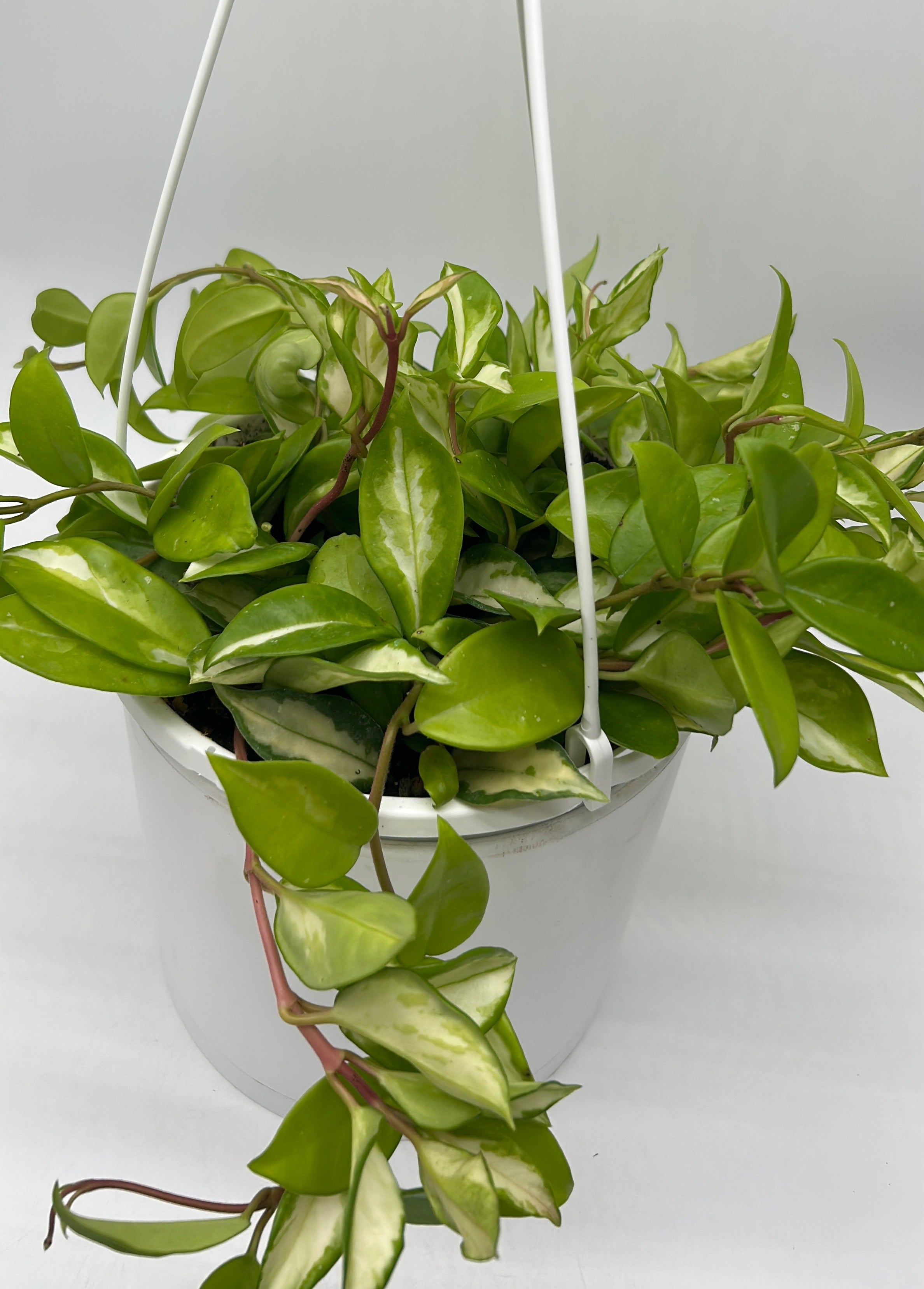 Hoya Krimson Princess