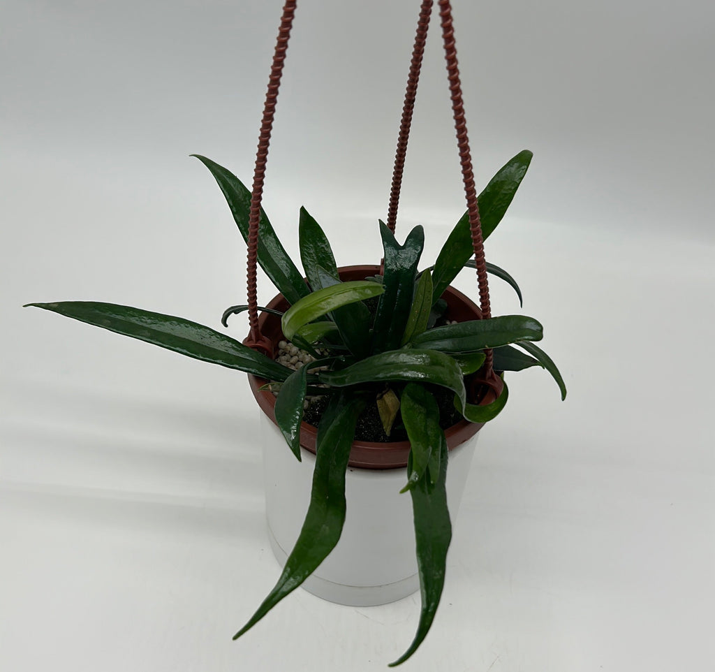 Blue Oil Fern