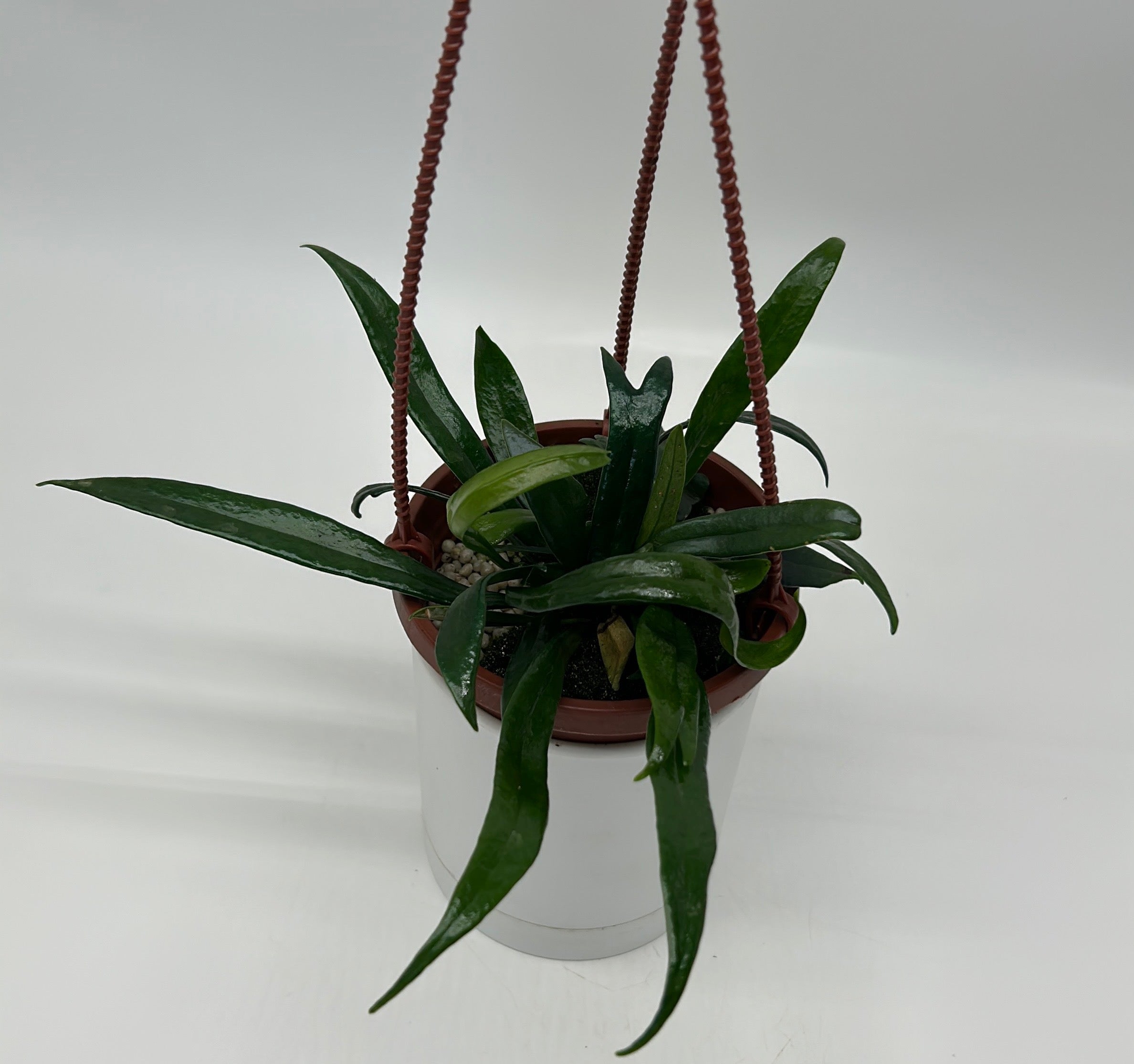 Blue Oil Fern