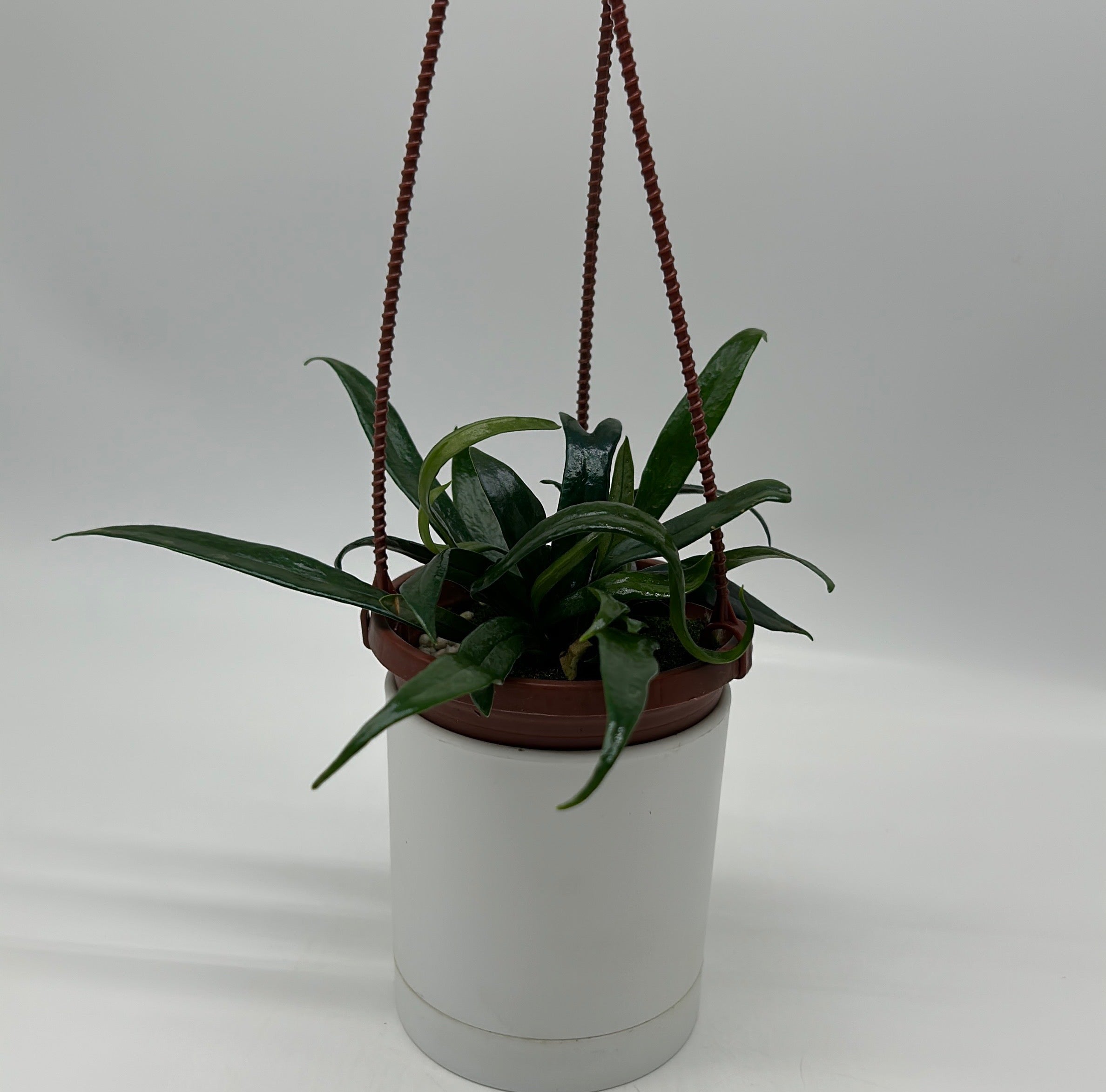 Blue Oil Fern