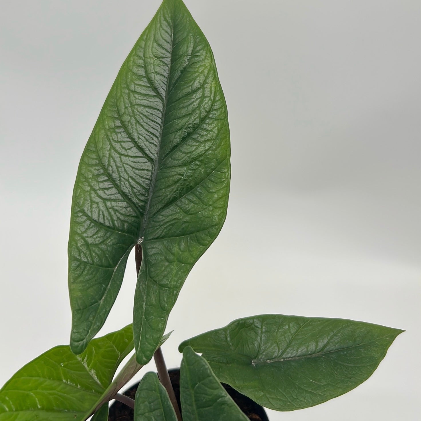 Alocasia Scalprum