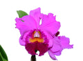 Rhyncholaeliocattleya Amazone Baby