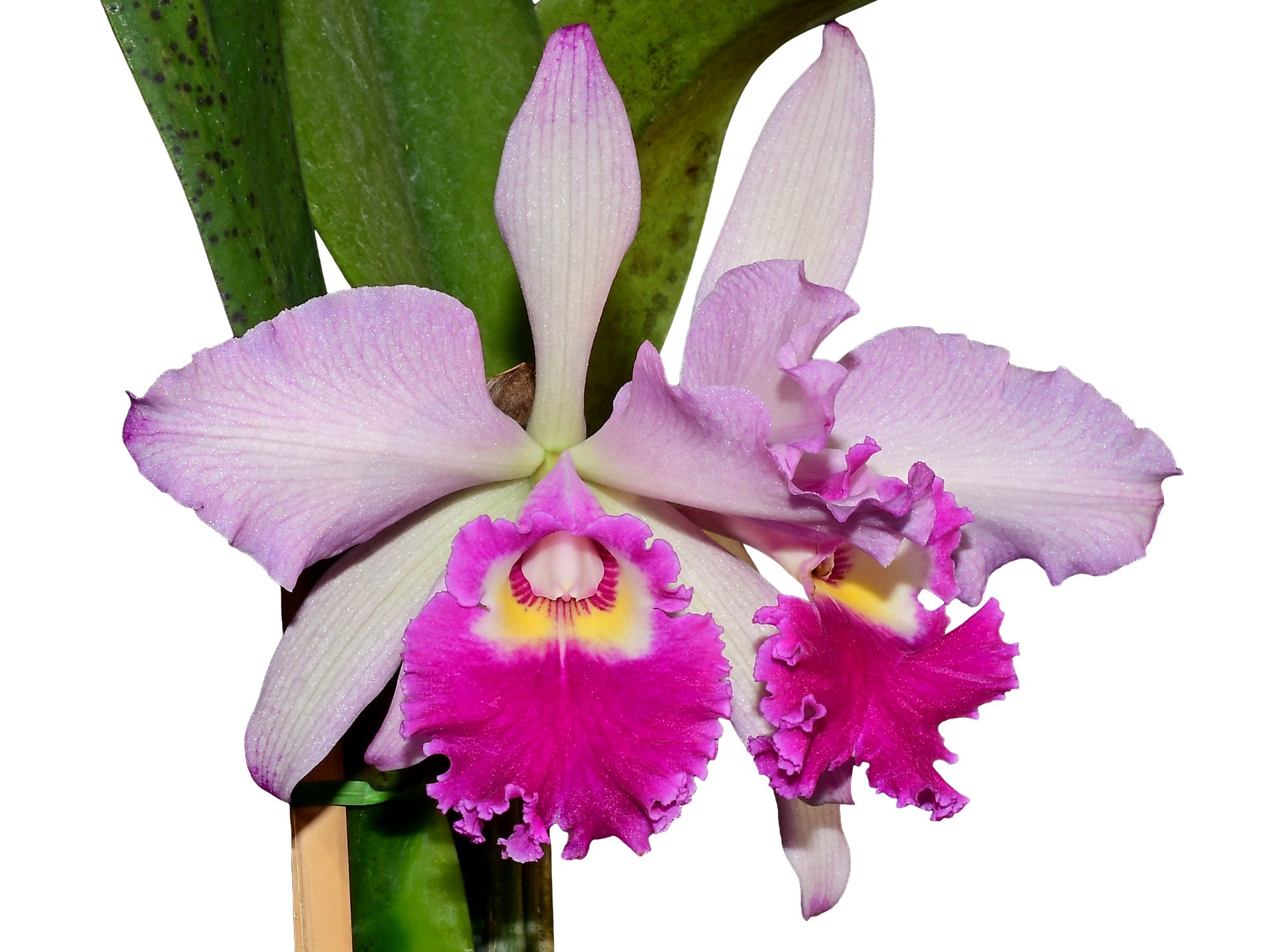 Rhyncholaeliocattleya Ecuagenera Elegant Pamela