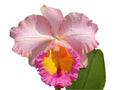 Rhyncholaeliocattleya Edison Lojano
