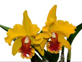 Rhyncholaeliocattleya El Cisne