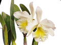 Rhyncholaeliocattleya Grace Carmen Tolentino