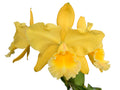 Rhyncholaeliocattleya Memoria Hazel Glover