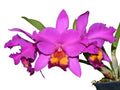Rhyncholaeliocattleya Rocio Vazquez